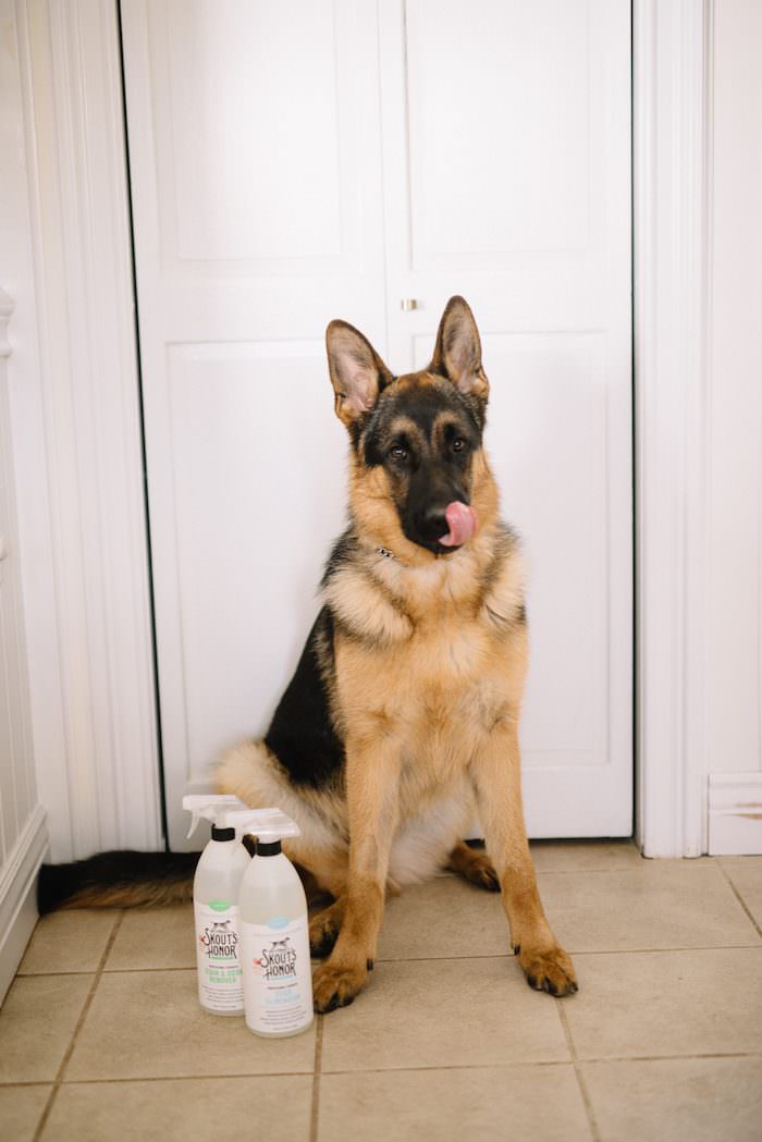 How to Keep the House Somewhat Clean with Pets