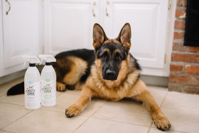 How to Keep the House Somewhat Clean with Pets
